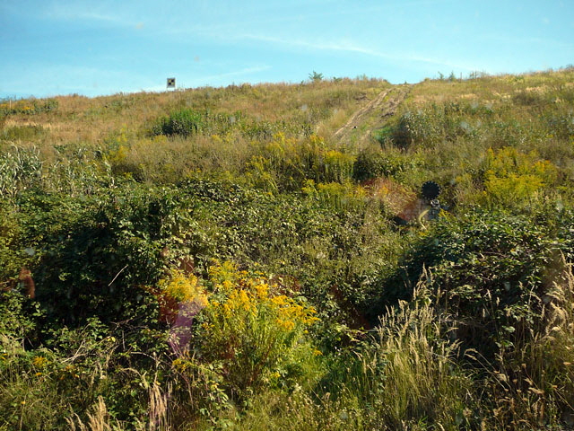 Sep 2012 ZAKB Tag der offenen Tür, Greifvögel Lorsch 048 Sep 2012 ZAKB Tag der offenen Tür, Greifvögel Lorsch 048