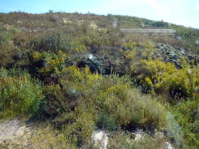 Sep 2012 ZAKB Tag der offenen Tür, Greifvögel Lorsch 049 Sep 2012 ZAKB Tag der offenen Tür, Greifvögel Lorsch 049