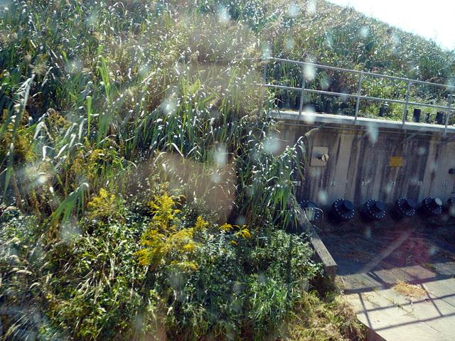 Sep 2012 ZAKB Tag der offenen Tür, Greifvögel Lorsch 050 Sep 2012 ZAKB Tag der offenen Tür, Greifvögel Lorsch 050