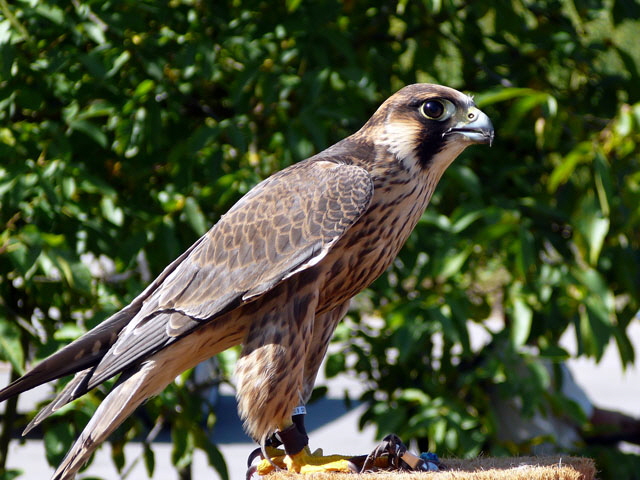 Sep 2012 ZAKB Tag der offenen Tür, Greifvögel Lorsch 131 Sep 2012 ZAKB Tag der offenen Tür, Greifvögel Lorsch 131
