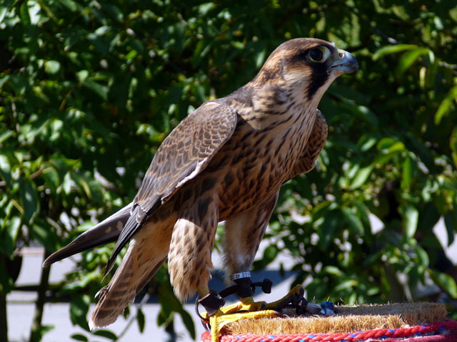 Sep 2012 ZAKB Tag der offenen Tür, Greifvögel Lorsch 132 Sep 2012 ZAKB Tag der offenen Tür, Greifvögel Lorsch 132