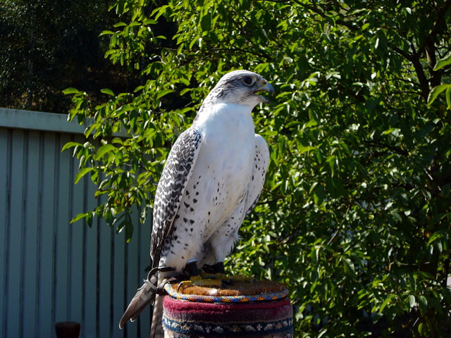 Sep 2012 ZAKB Tag der offenen Tür, Greifvögel Lorsch 133 Sep 2012 ZAKB Tag der offenen Tür, Greifvögel Lorsch 133