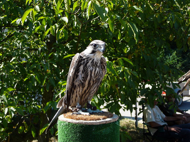 Sep 2012 ZAKB Tag der offenen Tür, Greifvögel Lorsch 134 Sep 2012 ZAKB Tag der offenen Tür, Greifvögel Lorsch 134
