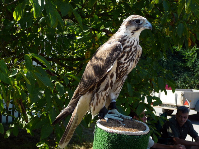Sep 2012 ZAKB Tag der offenen Tür, Greifvögel Lorsch 135 Sep 2012 ZAKB Tag der offenen Tür, Greifvögel Lorsch 135