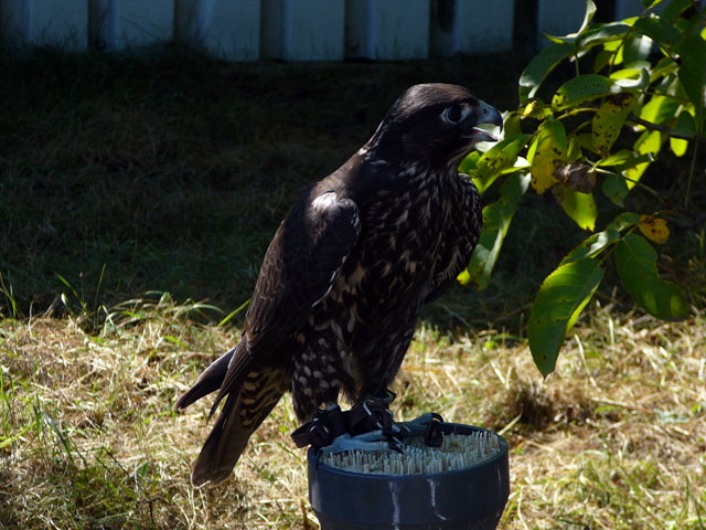 Sep 2012 ZAKB Tag der offenen Tür, Greifvögel Lorsch 136 Sep 2012 ZAKB Tag der offenen Tür, Greifvögel Lorsch 136