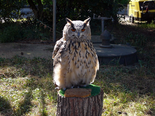 Sep 2012 ZAKB Tag der offenen Tür, Greifvögel Lorsch 137 Sep 2012 ZAKB Tag der offenen Tür, Greifvögel Lorsch 137