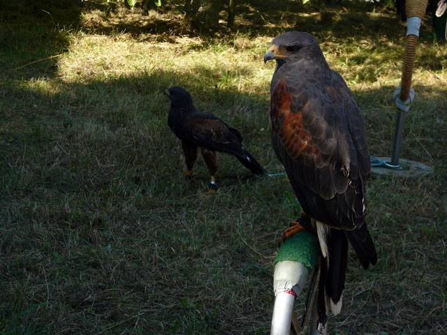Sep 2012 ZAKB Tag der offenen Tür, Greifvögel Lorsch 138 Sep 2012 ZAKB Tag der offenen Tür, Greifvögel Lorsch 138