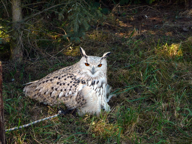 Sep 2012 ZAKB Tag der offenen Tür, Greifvögel Lorsch 139 Sep 2012 ZAKB Tag der offenen Tür, Greifvögel Lorsch 139