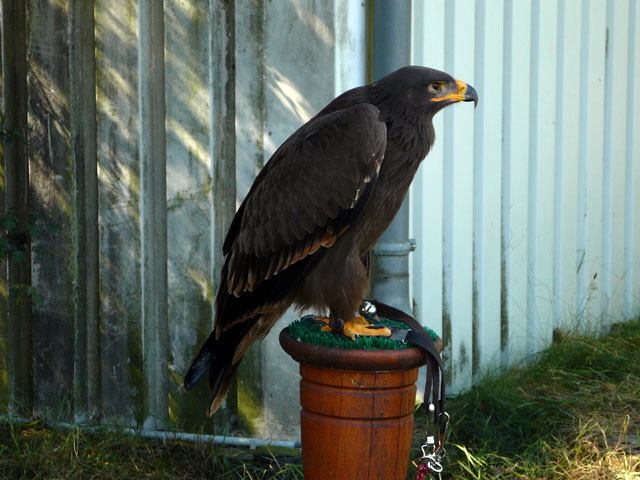 Sep 2012 ZAKB Tag der offenen Tür, Greifvögel Lorsch 140 Sep 2012 ZAKB Tag der offenen Tür, Greifvögel Lorsch 140