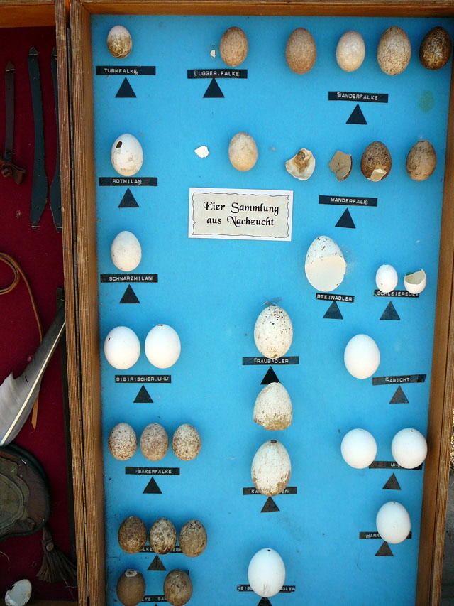 Sep 2012 ZAKB Tag der offenen Tür, Greifvögel Lorsch 141 Sep 2012 ZAKB Tag der offenen Tür, Greifvögel Lorsch 141