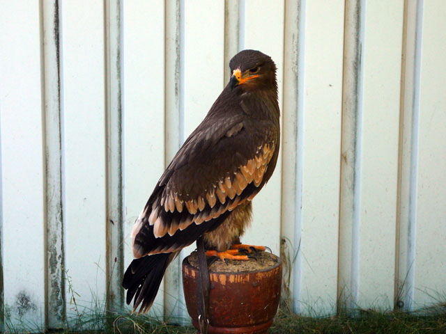 Sep 2012 ZAKB Tag der offenen Tür, Greifvögel Lorsch 142 Sep 2012 ZAKB Tag der offenen Tür, Greifvögel Lorsch 142