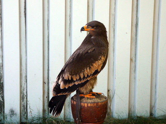 Sep 2012 ZAKB Tag der offenen Tür, Greifvögel Lorsch 143 Sep 2012 ZAKB Tag der offenen Tür, Greifvögel Lorsch 143
