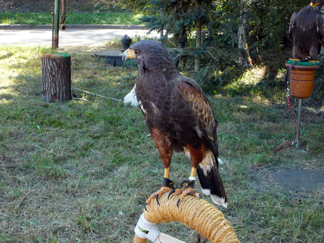 Sep 2012 ZAKB Tag der offenen Tür, Greifvögel Lorsch 144 Sep 2012 ZAKB Tag der offenen Tür, Greifvögel Lorsch 144