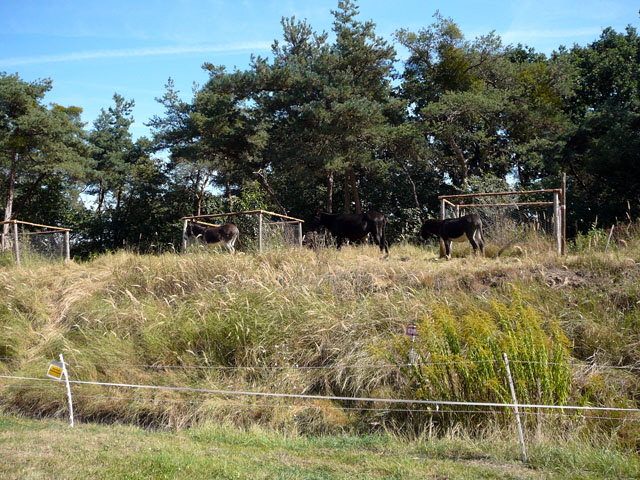 Sep 2012 ZAKB Tag der offenen Tür, Greifvögel Lorsch 147 Sep 2012 ZAKB Tag der offenen Tür, Greifvögel Lorsch 147