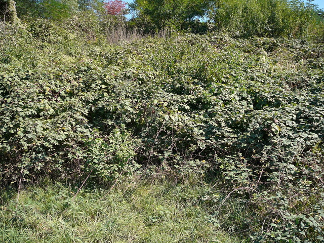 Sep 2012 ZAKB Tag der offenen Tür, Greifvögel Lorsch 148 Sep 2012 ZAKB Tag der offenen Tür, Greifvögel Lorsch 148