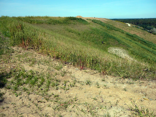 Sep 2012 ZAKB Tag der offenen Tür, Greifvögel Lorsch 153 Sep 2012 ZAKB Tag der offenen Tür, Greifvögel Lorsch 153