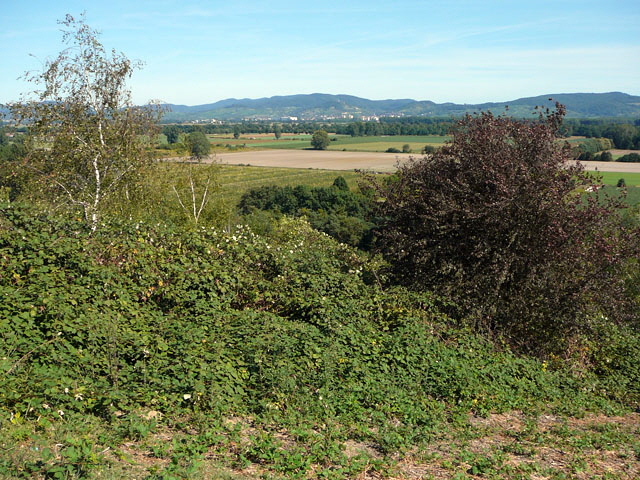 Sep 2012 ZAKB Tag der offenen Tür, Greifvögel Lorsch 171 Sep 2012 ZAKB Tag der offenen Tür, Greifvögel Lorsch 171