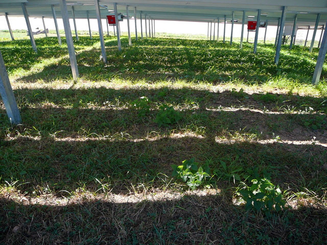 Sep 2012 ZAKB Tag der offenen Tür, Greifvögel Lorsch 174 Sep 2012 ZAKB Tag der offenen Tür, Greifvögel Lorsch 174