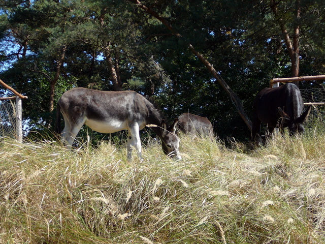 Sep 2012 ZAKB Tag der offenen Tür, Greifvögel Lorsch 175 Sep 2012 ZAKB Tag der offenen Tür, Greifvögel Lorsch 175