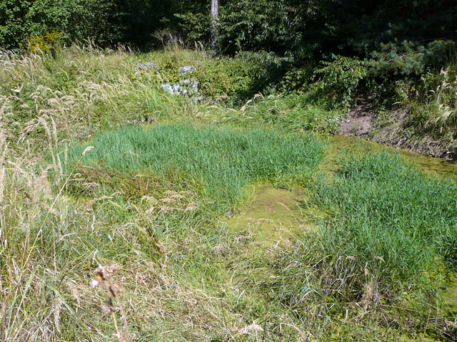 Sep 2012 ZAKB Tag der offenen Tür, Greifvögel Lorsch 176 Sep 2012 ZAKB Tag der offenen Tür, Greifvögel Lorsch 176
