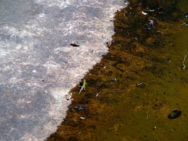 Sep 2012 ZAKB Tag der offenen Tür, Greifvögel Lorsch 179 Sep 2012 ZAKB Tag der offenen Tür, Greifvögel Lorsch 179