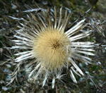 Silberdistel (Carlina acaulis kl.