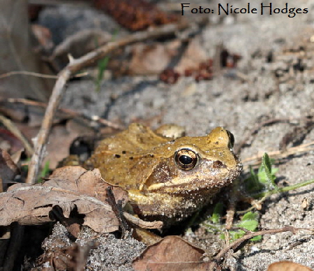 Springfrosch (Rana dalmatina) April09-LorscherSee-2