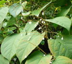 Staudenknterich Fallopia  bohemica kl.