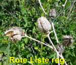 Stechapfel (Datura stramonium) kl.