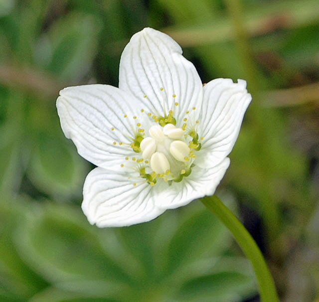 Sumpf-Herzblatt (Parnassia palustris) 9.7.2011 Allgu Alpen Fellhorn NIKON2 010