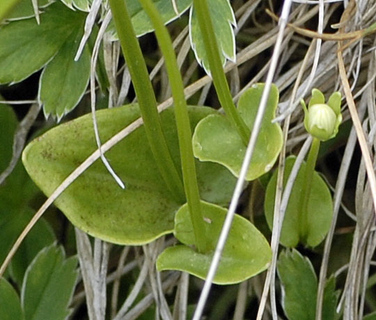 Sumpf-Herzblatt (Parnassia palustris) 9.7.2011 Allgu Alpen Fellhorn NIKON2 012