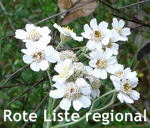 Sumpfschafgarbe (Achillea ptarmica)  kl.
