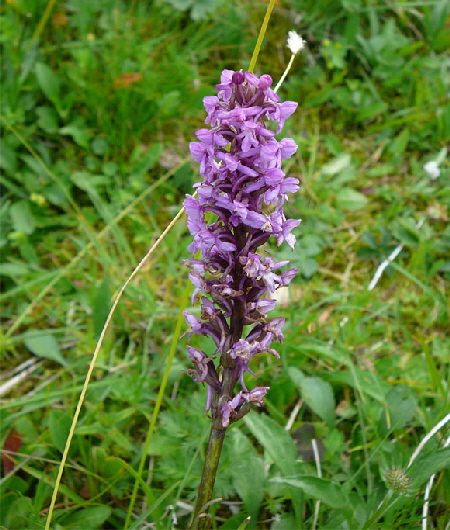 Traunsteiners Knabenkraut Dactylorhiza traunsteineri Urlaub 2011 9.7
