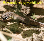 Waldeidechse (Zootoca vivipara) 1 kl.