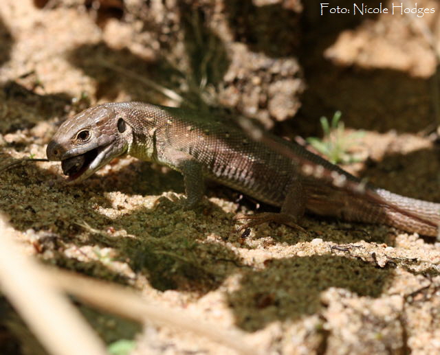 Waldeidechse (Zootoca vivipara)-April09-HttenfelderWald-Sandne-2_N