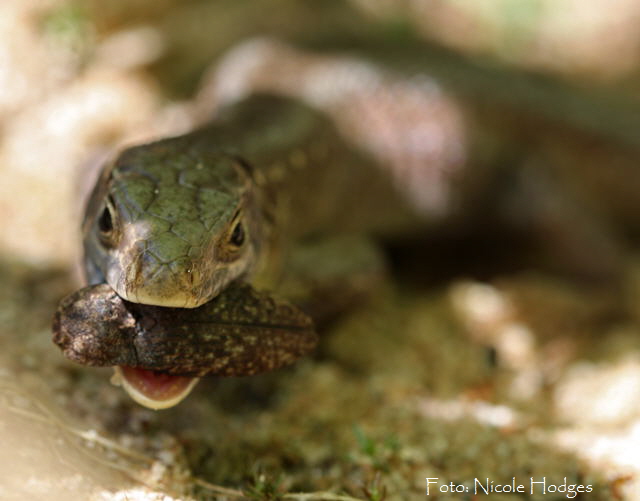 Waldeidechse (Zootoca vivipara)-April09-HttenfelderWald-Sandne-6_N