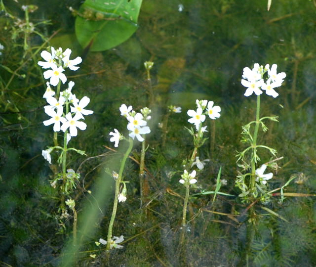 Wasserfeder Hottonia palustris Mai 2010 Hemsbach Graben NIKON 003