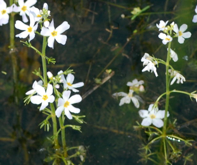 Wasserfeder Hottonia palustris Mai 2010 Hemsbach Graben NIKON 006a