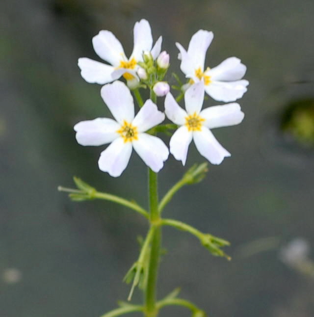 Wasserfeder Hottonia palustris Mai 2010 Hemsbach Graben NIKON 025
