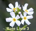 Wasserfeder Hottonia palustris kl.