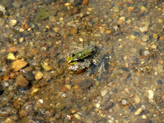 Wasserfrosch 10.8.08_Uhlstaedt_Elbe_Priepert 087