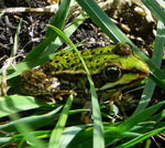 Wasserfrosch 2 kl