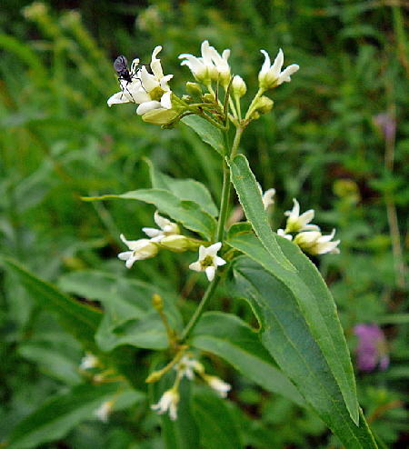 Weie Schwalbenwurz (Vincetoxicum hirundinaria)Urlaub Juli 2012 Schwb.Alb 055