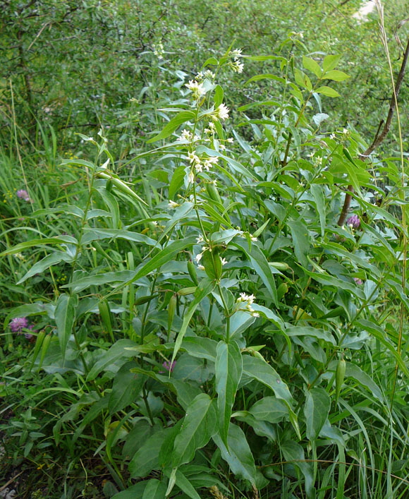 Weie Schwalbenwurz (Vincetoxicum hirundinaria)Urlaub Juli 2012 Schwb.Alb 054
