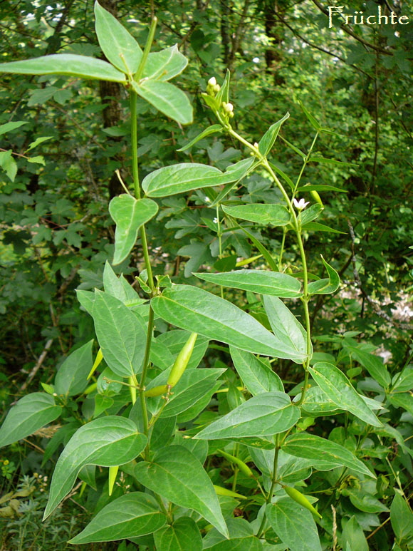 Weie Schwalbenwurz (Vincetoxicum hirundinaria)Urlaub Juli 2012 Schwb.Alb 060