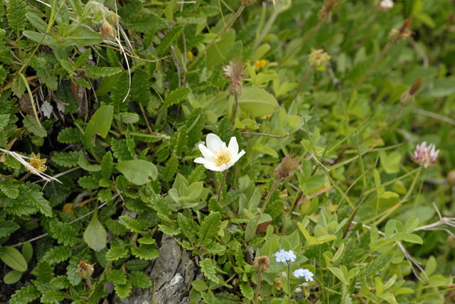 Weie Silberwurz (Dryas octopetala)  9.7.2011 Allgu Alpen Fellhorn NIKON 063