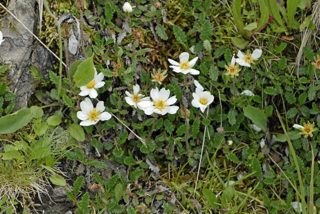 Weie Silberwurz (Dryas octopetala)  9.7.2011 Allgu Alpen Fellhorn NIKON 067