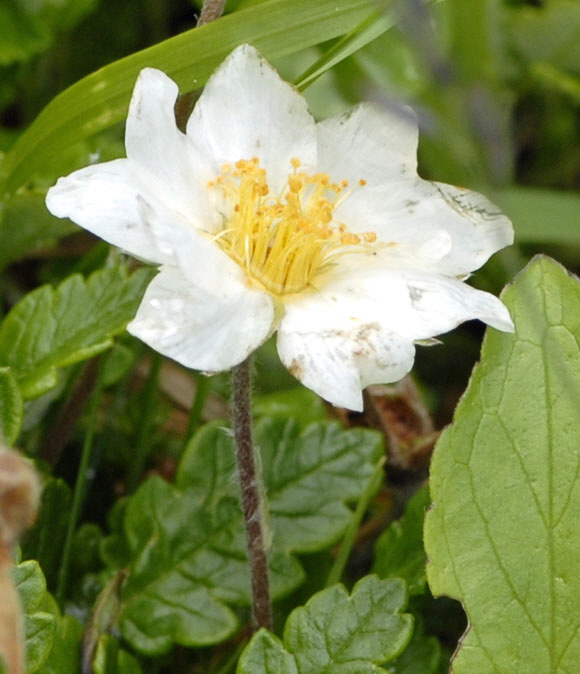 Weie Silberwurz (Dryas octopetala)  9.7.2011, Allgu