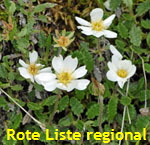 Weie Silberwurz (Dryas octopetala) 1 kl.