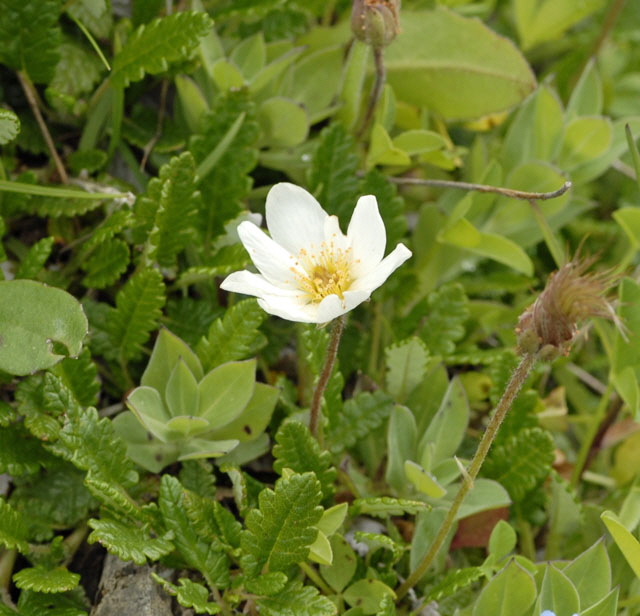 Weie Silberwurz (Dryas octopetala) Allgu